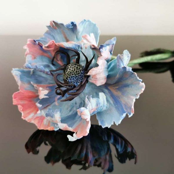 Klaproos - blauw, roze